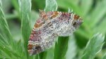 Paśnik cisawiak ( Xanthorhoe spadicearia )