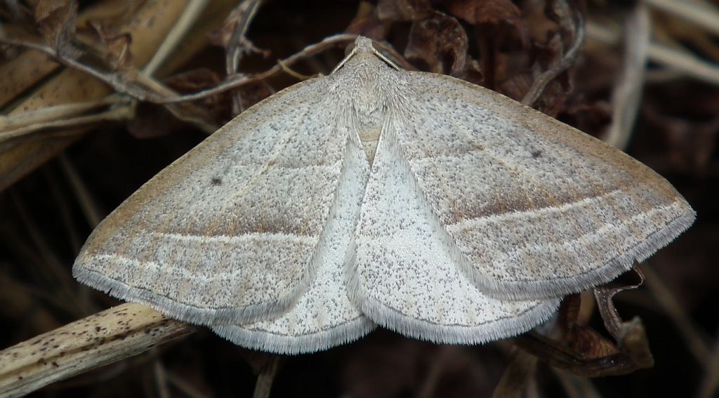 Skalniak orliczak (Petrophora chlorosata)