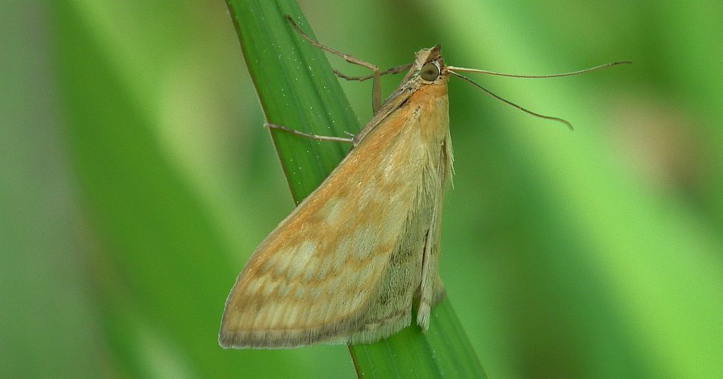 Sitochroa verticalis
