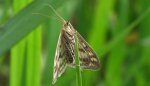 Sitochroa verticalis