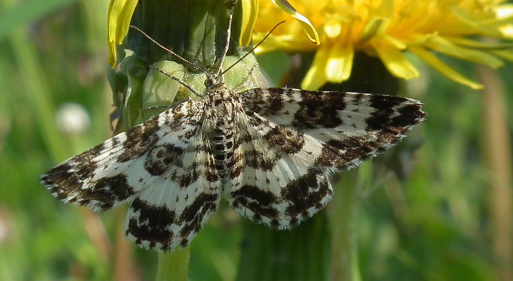 Paśnik posmutek (Epirrhoe tristata)