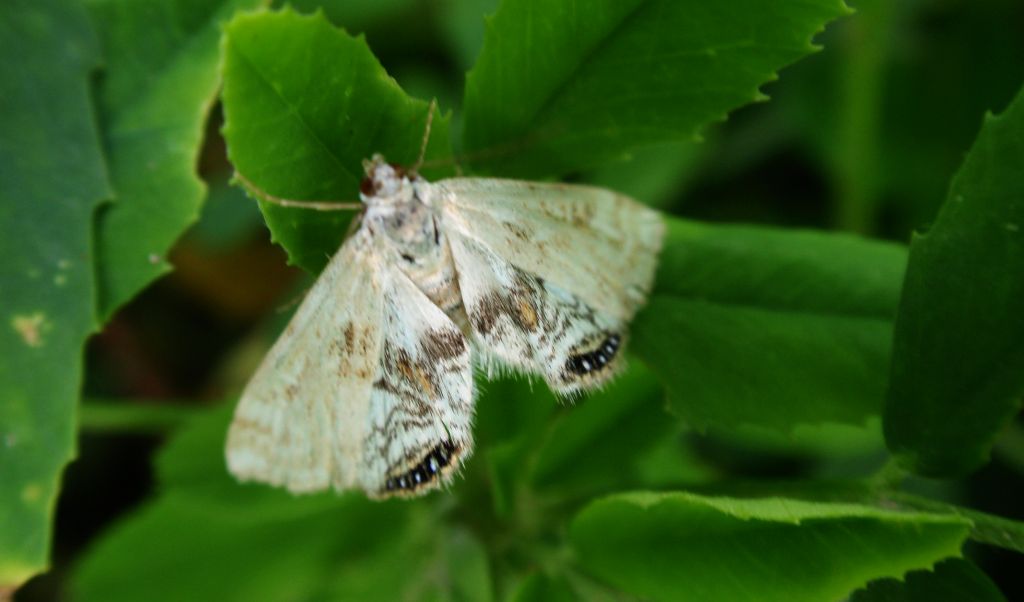 Cataclysta lemnata