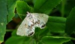 Cataclysta lemnata