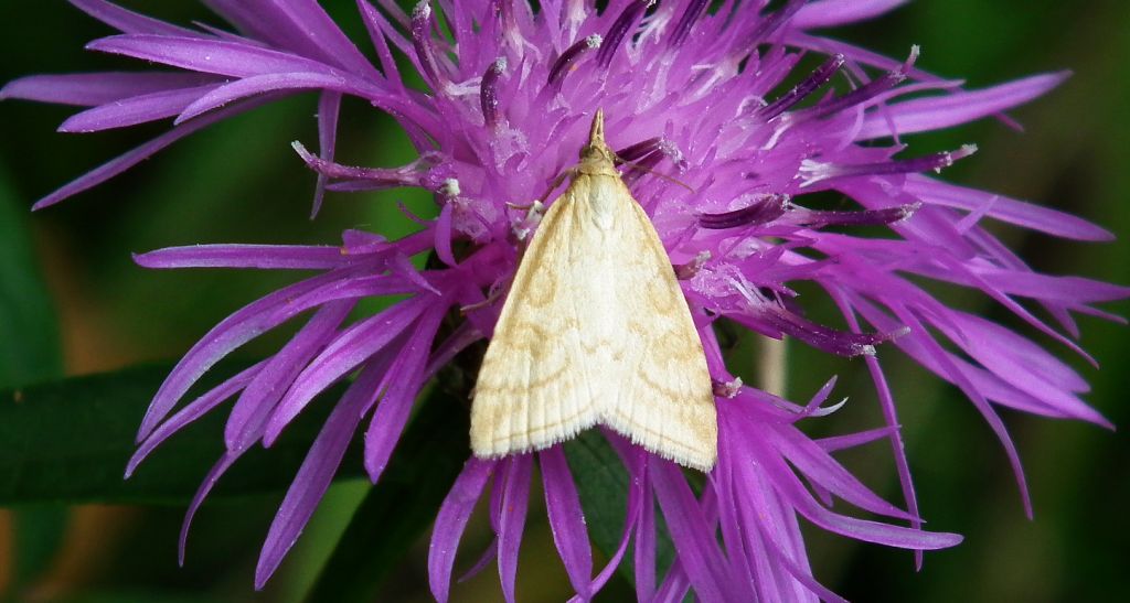 Udea lutealis