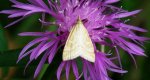 Udea lutealis
