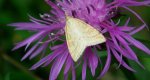 Udea lutealis