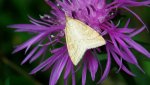 Udea lutealis