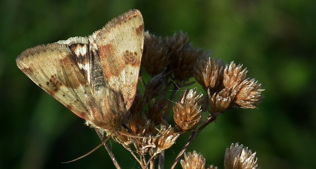 Słonecznica szczeciówka (Heliothis viriplaca)