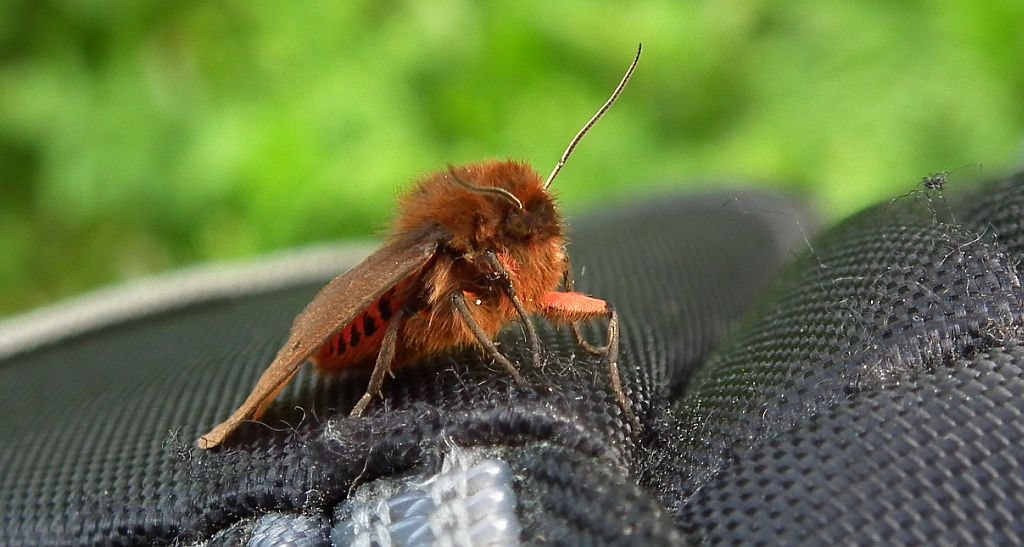 Sadzanka rumienica, niedźdwiedziówka rumienica (Phragmatobia fuliginosa)