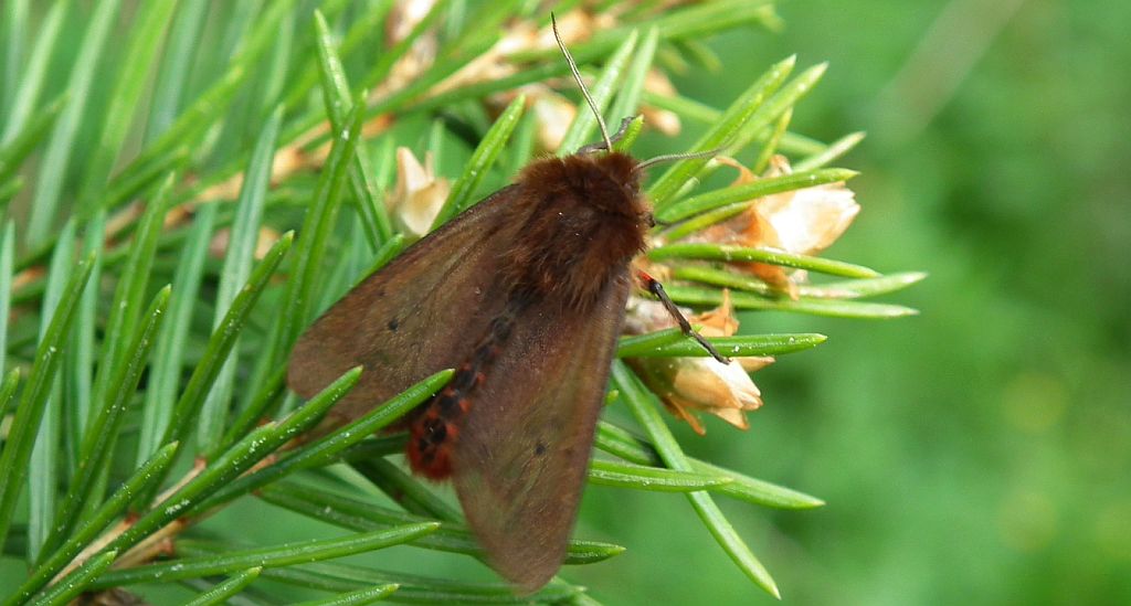 Sadzanka rumienica, niedźdwiedziówka rumienica (Phragmatobia fuliginosa)
