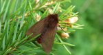 Sadzanka rumienica, niedźdwiedziówka rumienica (Phragmatobia fuliginosa)