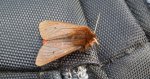 Sadzanka rumienica, niedźdwiedziówka rumienica (Phragmatobia fuliginosa)