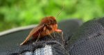 Sadzanka rumienica, niedźdwiedziówka rumienica (Phragmatobia fuliginosa)