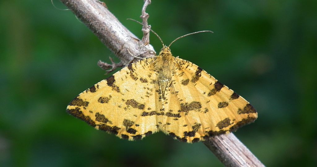Osmaganek plamek (Pseudopanthera macularia)