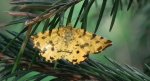 Osmaganek plamek (Pseudopanthera macularia)