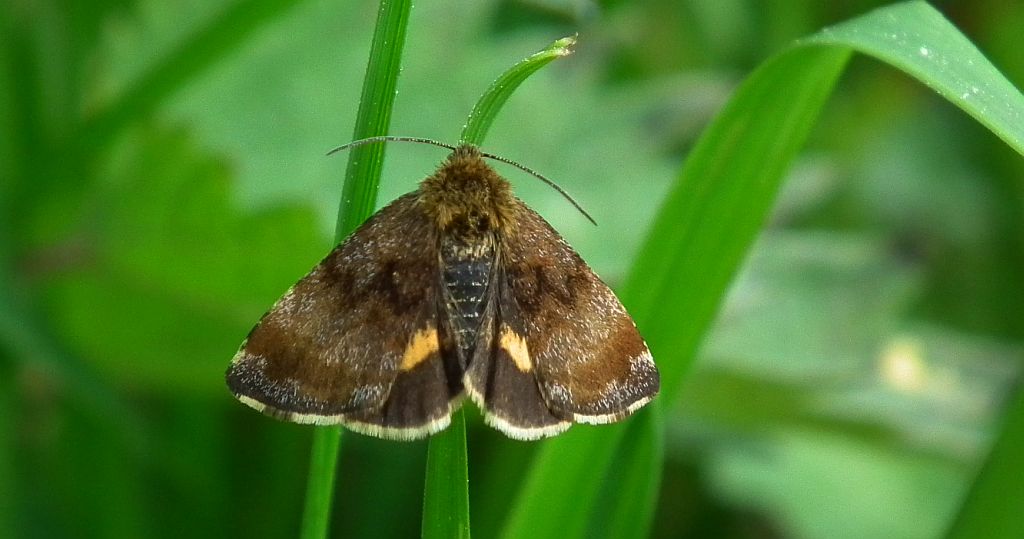 Panemeria tenebrata