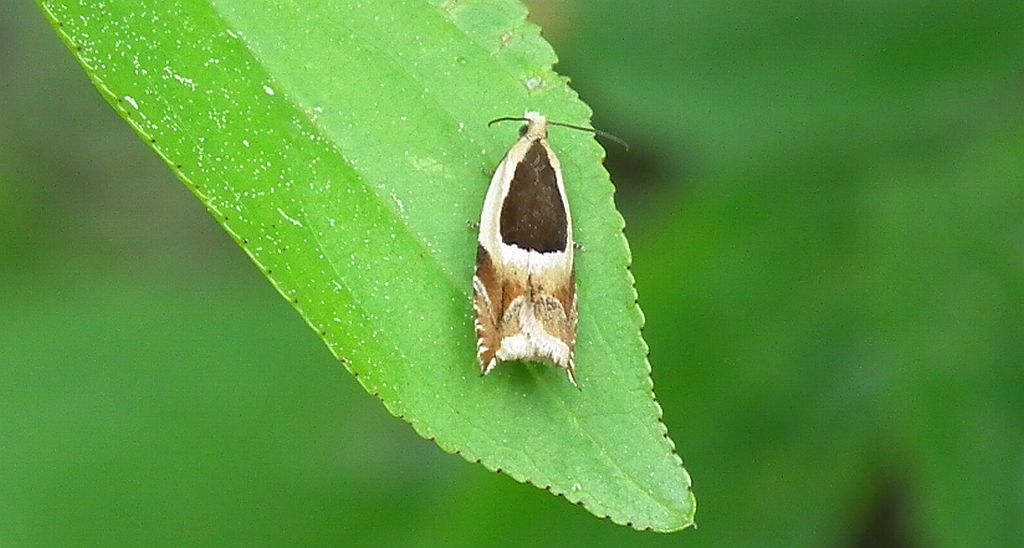 Ancylis badiana