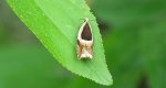 Ancylis badiana