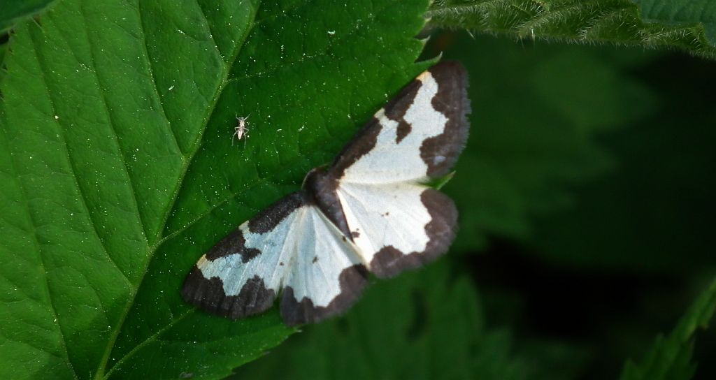 Plamieniec nabuczak (Lomaspilis marginata)