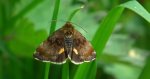 Panemeria tenebrata