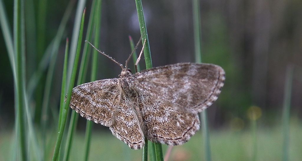 Wątlak nawrzosak (Scopula immorata)