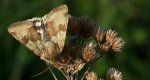 Słonecznica szczeciówka (Heliothis viriplaca)