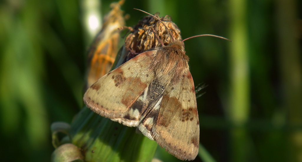 Słonecznica szczeciówka (Heliothis viriplaca)