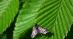 Wąsik zieloniaczek (Adela reaumurella)