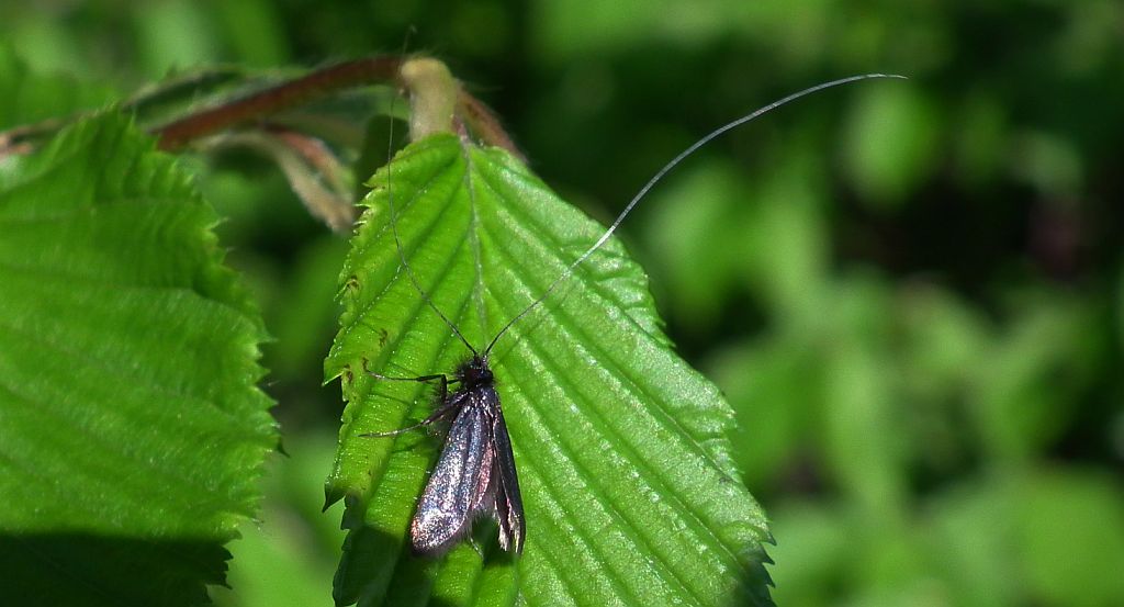 Wąsik zieloniaczek (Adela reaumurella)
