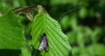 Wąsik zieloniaczek (Adela reaumurella)