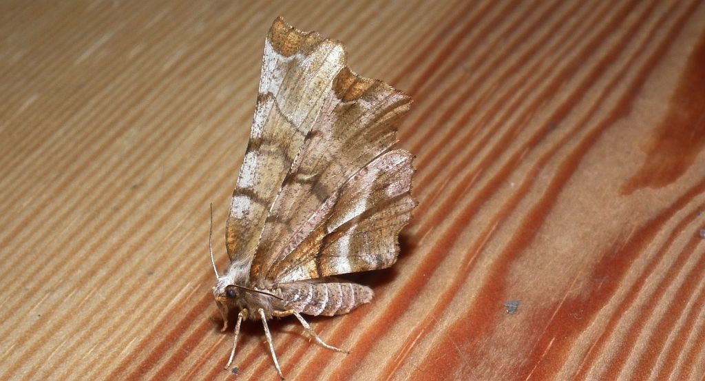 Skrzytek bezksiężyczak (Selenia dentaria)
