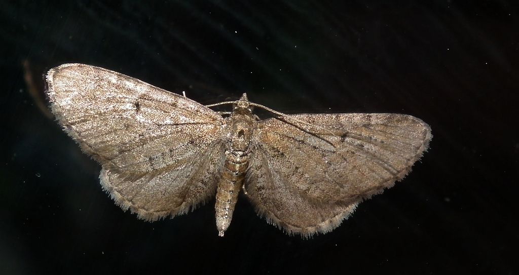 Grotnik sosnowiak (Eupithecia indigata)