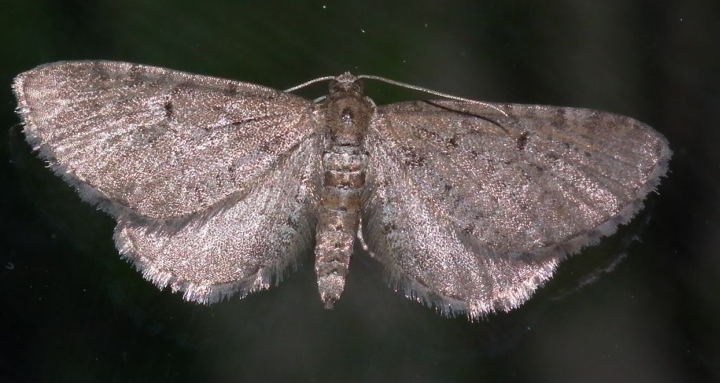 Grotnik sosnowiak (Eupithecia indigata)