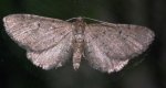 Grotnik sosnowiak (Eupithecia indigata)