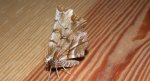 Skrzytek bezksiężyczak (Selenia dentaria)