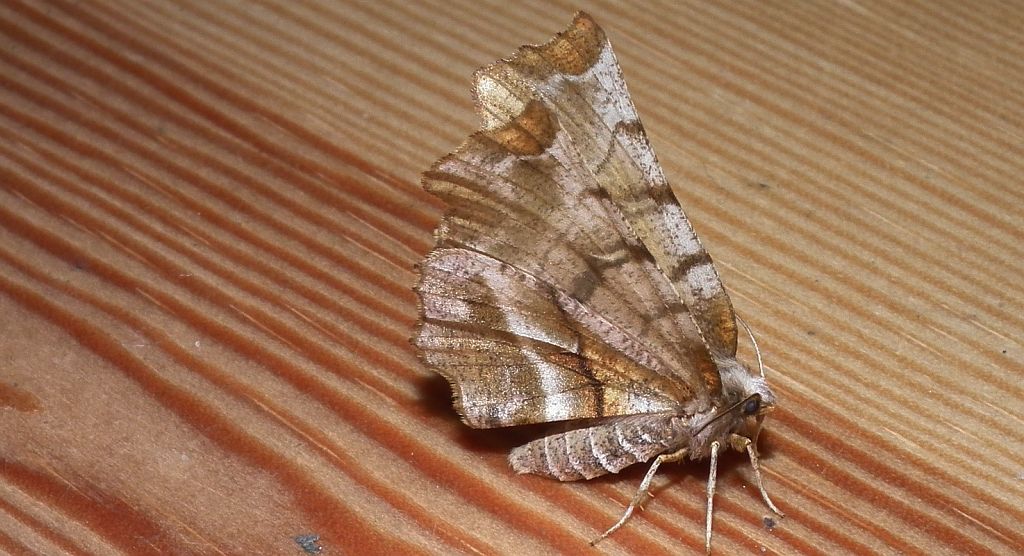 Skrzytek bezksiężyczak (Selenia dentaria)
