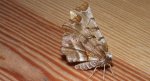 Skrzytek bezksiężyczak (Selenia dentaria)