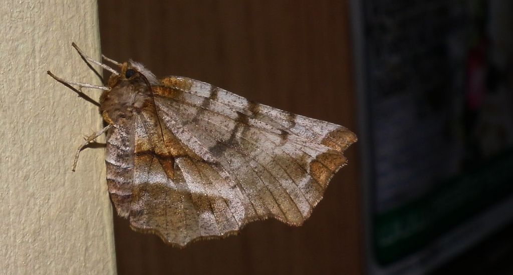 Skrzytek bezksiężyczak (Selenia dentaria)