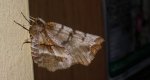 Skrzytek bezksiężyczak (Selenia dentaria)