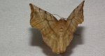 Skrzytek bezksiężyczak (Selenia dentaria)