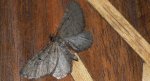 Grotnik sosnowiak (Eupithecia indigata)