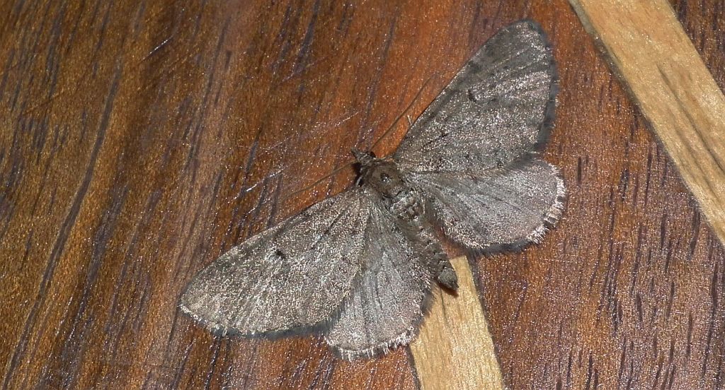 Grotnik sosnowiak (Eupithecia indigata)