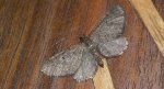 Grotnik sosnowiak (Eupithecia indigata)
