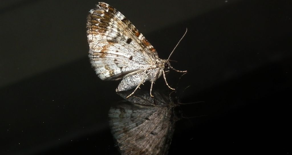 Paśnik zmiennik (Epirrhoe alternata)