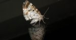 Paśnik zmiennik (Epirrhoe alternata)