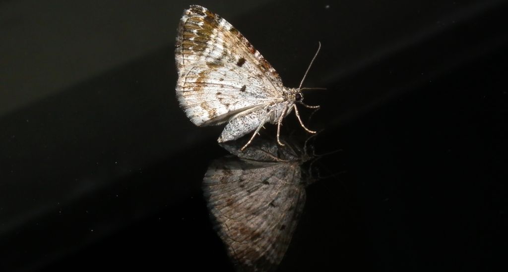 Paśnik zmiennik (Epirrhoe alternata)