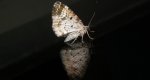 Paśnik zmiennik (Epirrhoe alternata)