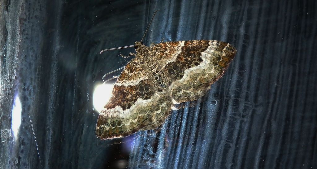 Paśnik zmiennik (Epirrhoe alternata)