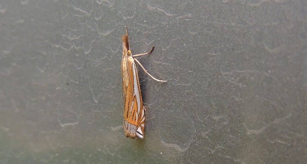 Crambus pratella