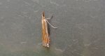 Crambus pratella